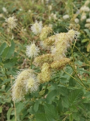 Sanguisorba dodecandra