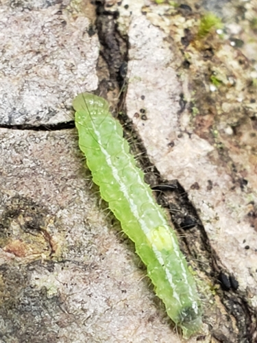 Spotted Grass Moth photo 4