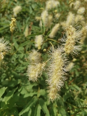Sanguisorba dodecandra