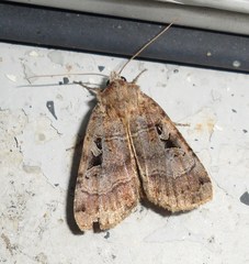 Xestia normanianus