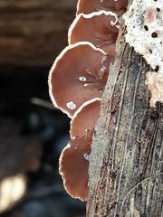 Auricularia mesenterica