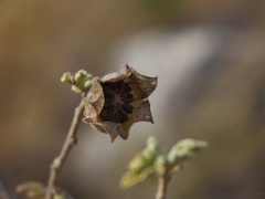 Malva subovata