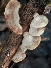 Auricularia mesenterica