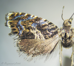 Grapholita prunivora