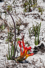 Babiana ringens australis