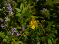 Smithia hirsuta
