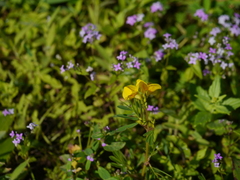Smithia hirsuta