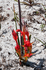 Babiana ringens australis
