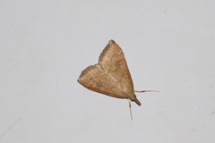 Udea profundalis