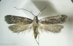 Dichomeris ochripalpella