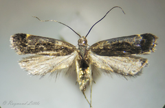 Dichomeris ochripalpella