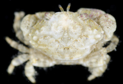 Leptodius