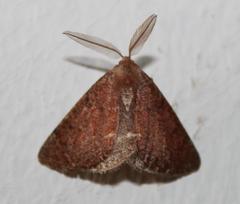 Drepanogynis miltophyris