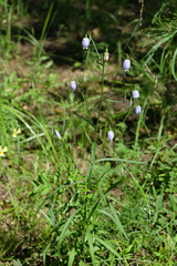 Adenophora stenanthina