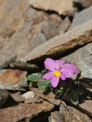 Viola comollia