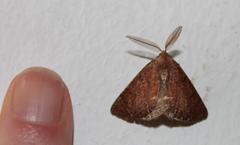 Drepanogynis miltophyris
