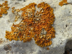 Xanthoria calcicola