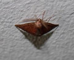 Drepanogynis miltophyris