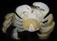 Sacculinidae