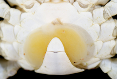 Sacculinidae