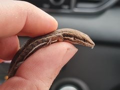 Trachylepis damarana