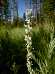Platanthera dilatata leucostachys