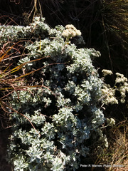 Helichrysum sutherlandii