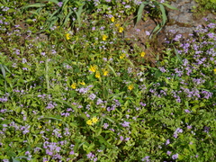 Smithia hirsuta