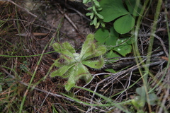 Drosera ericgreenii