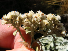 Helichrysum sutherlandii
