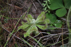 Drosera ericgreenii