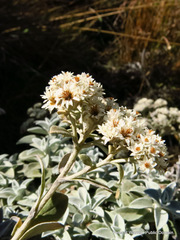 Helichrysum sutherlandii