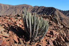 Euphorbia virosa virosa