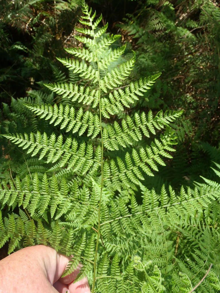 False Bracken