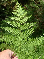 Hypolepis sparsisora