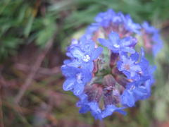 Anchusa capensis