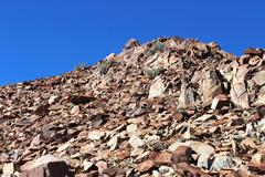 Euphorbia virosa virosa