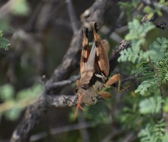 Melanoplus glaucipes