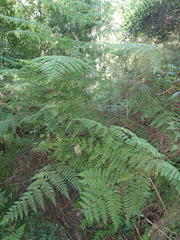 Hypolepis sparsisora