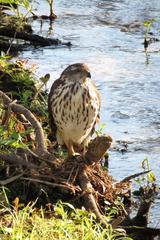 Accipiter tachiro tachiro
