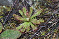 Drosera ericgreenii