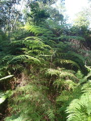 Hypolepis sparsisora