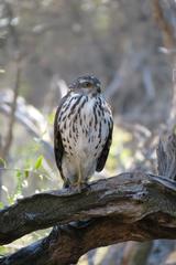 Accipiter tachiro tachiro