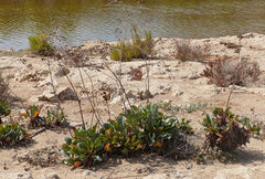 Limonium cossonianum