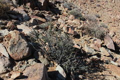 Portulacaria fruticulosa