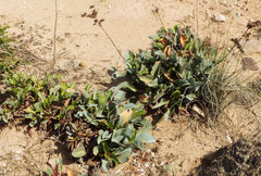 Limonium cossonianum