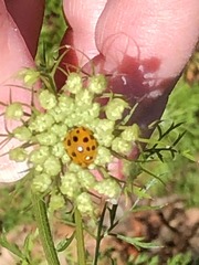 Harmonia axyridis