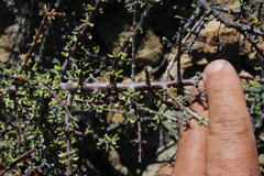 Portulacaria fruticulosa