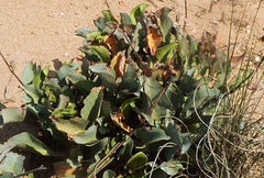 Limonium cossonianum