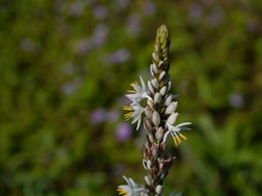 Chlorophytum glaucum